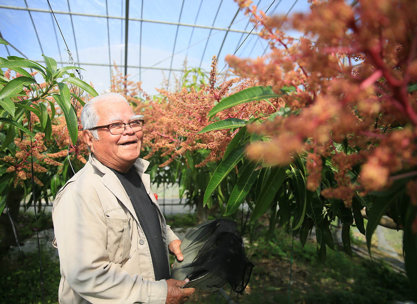 信条は
　
「安心・安全・無農薬」
　
奇跡のマンゴー
　
生産者・仲間おじぃ