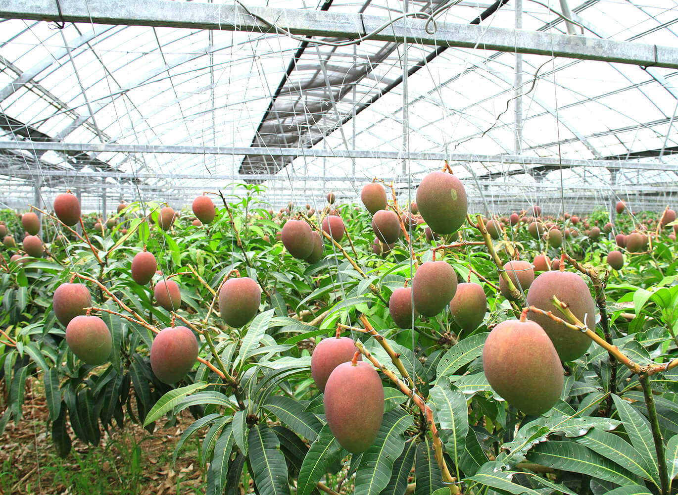 沖縄の朝の光を浴びて、
　
甘さ、
　
目覚める。

　
ケンちゃんの
「あがりマンゴー」